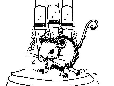 Orgelmaus Salzburger Bachgesellschaft